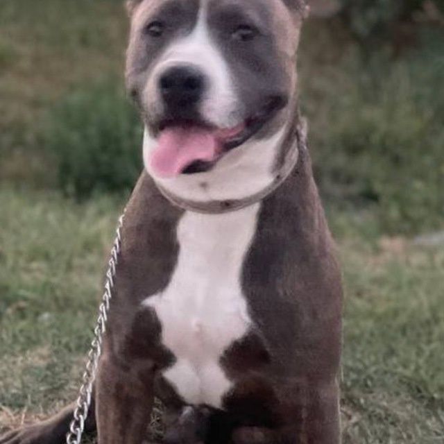 Амстафф продаётся не дорого - пародистая собака,имеется паспорт собаки