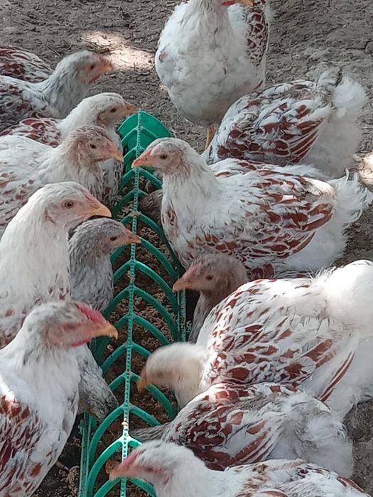 Виандот белое золото куры товук