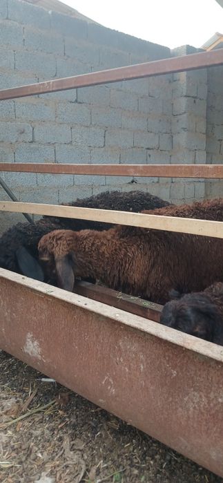 Xusori kashtan simjun.Urgochi qoyla va qochqorla sotiladi