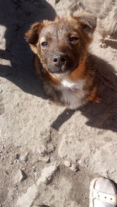 Продам щенка  помесь