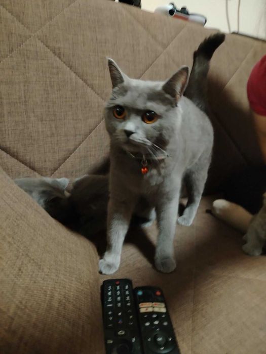 Британски котенца