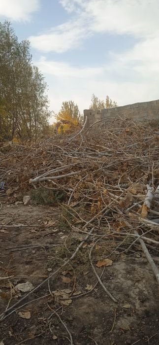 Утин сотилади терак шохлари