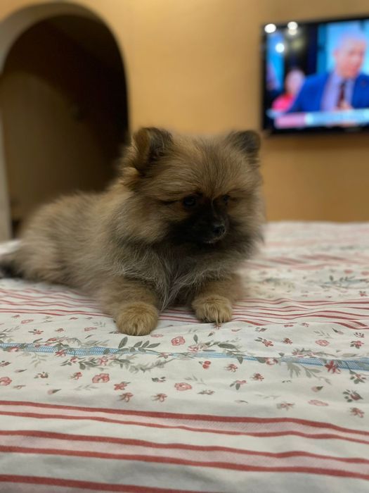 Продаются милые щенки шпица