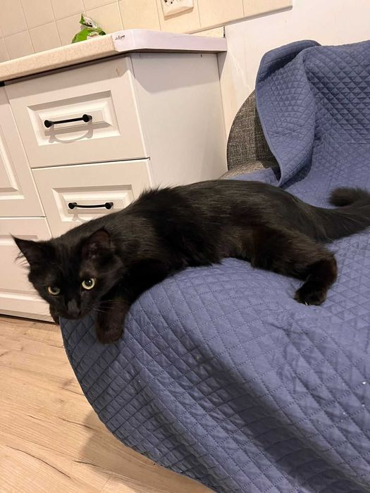 Мурлыкатор кошка ищет новую семью!