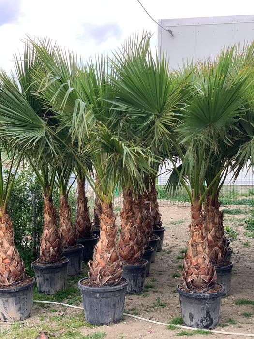 Cupressus leylandii de la 1.5m pună la 5m, calitate premium,