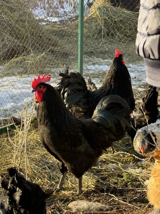 Австролорп, Джерсийский гигант.