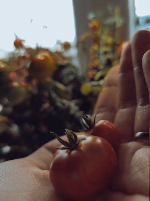 Смарт градинка Click&Grow