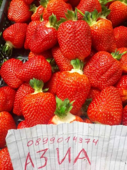 Разсад Ягоди И малини