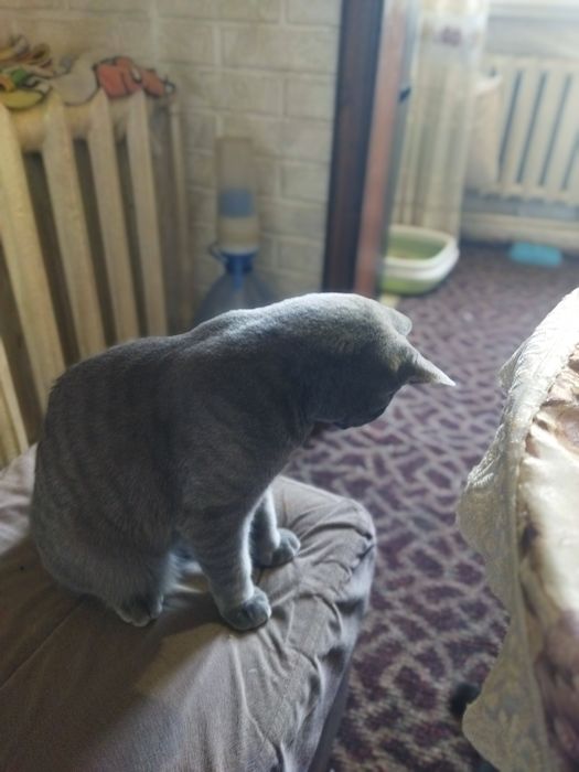 Кошка котята шотландская скотиш фолд страйт