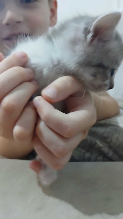Отдам котят в добрые руки