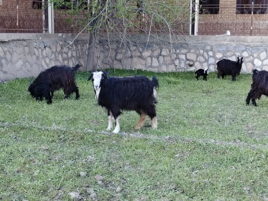 Xonagi katta sarka sotiladi.