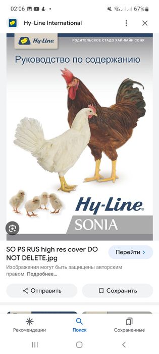 Хаммаси 100 % товук чикади. Сертухум Хай-лайн ва Ломан Сенди жужалари