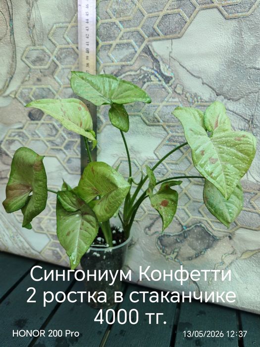 Комнатные цветы. Сингониум, сциндапсус.