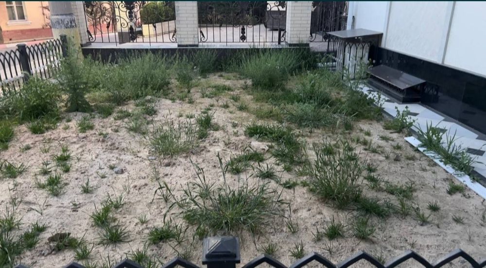 Gazon, palif, lanshaf, bog', dorilash