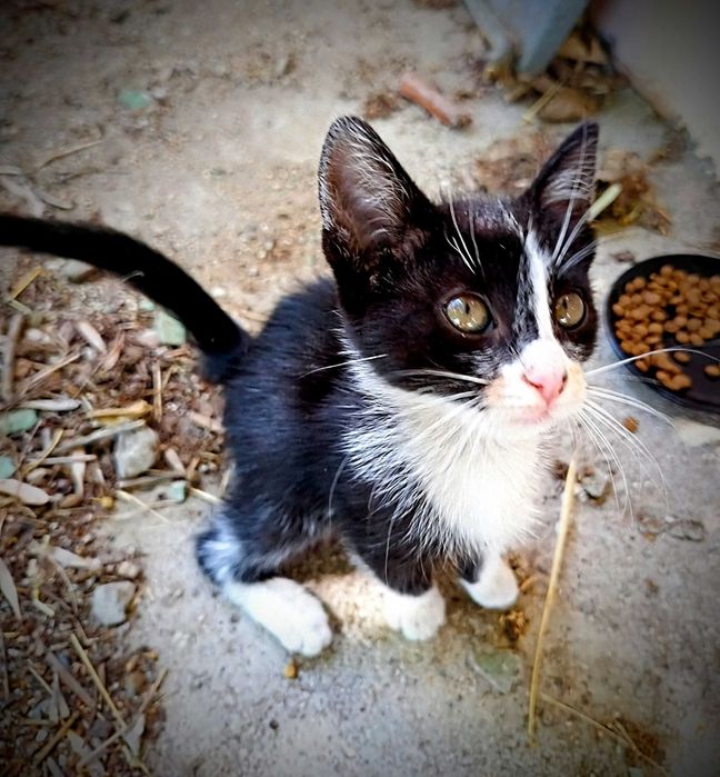 Малко момиченце търси дом.