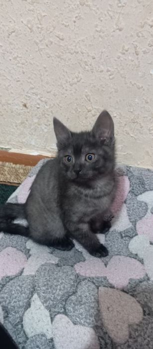 Мушукча сотилади