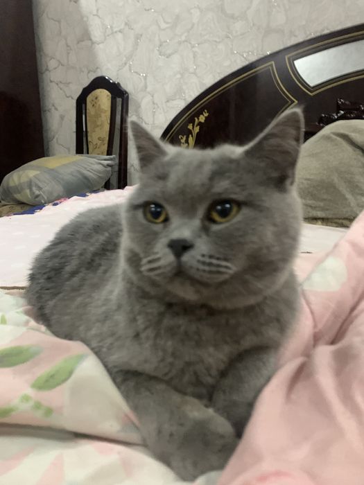 Скточ страйт мальчик 7 меся есть две