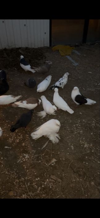 Голуб,голубка,голубей