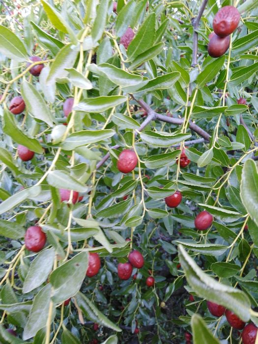 Хинап - китайска фурма - джинджи, фиданки