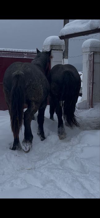 De vanzare 2 manji se 1,5 ani