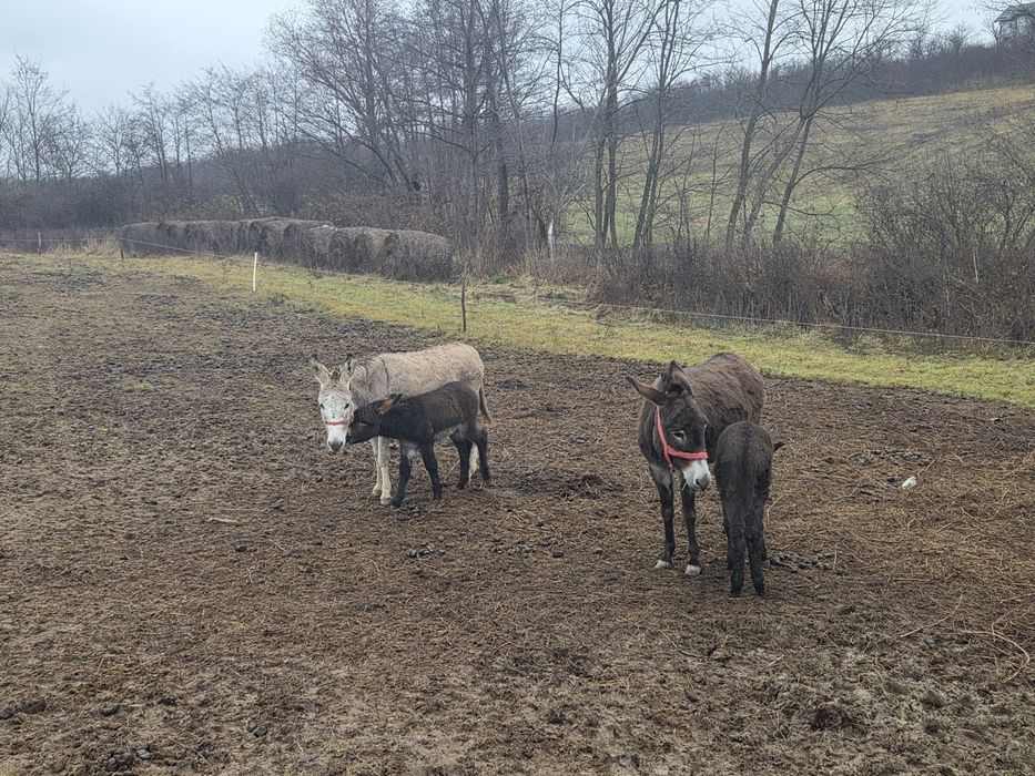 Vând 1-2  magarite cu pui mic, cu lapte