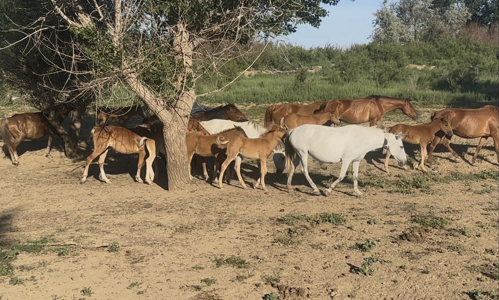 Үйір жылқы буаз биелер сатылады