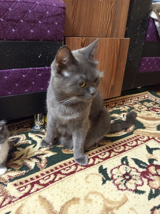 Кошка, шотландская