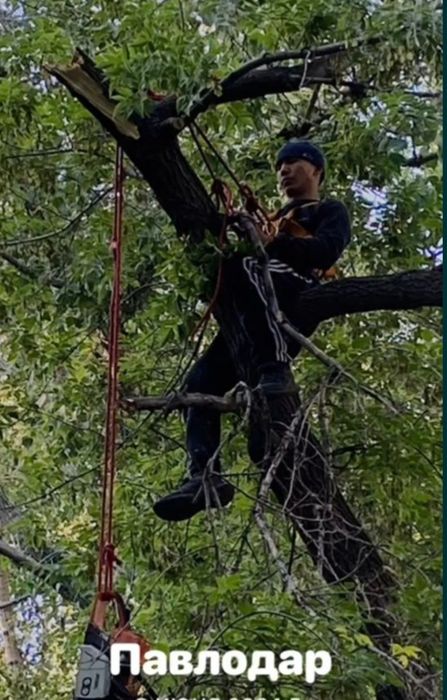 Спил деревьев . Обрезка