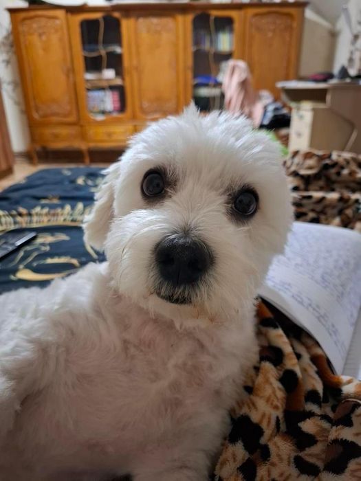 Cazare animale de companie