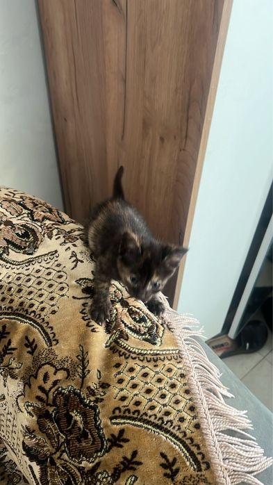 Отдам в добрые руки замечательных котят