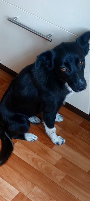 Щенок ( сучка ) стерилизована