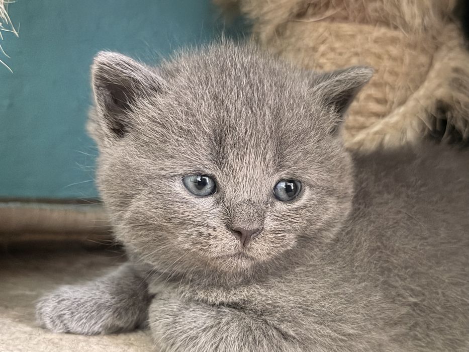 Британски късокосмести котета