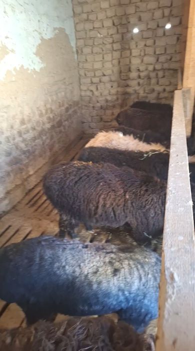 9 Бас кушкар сатлмда