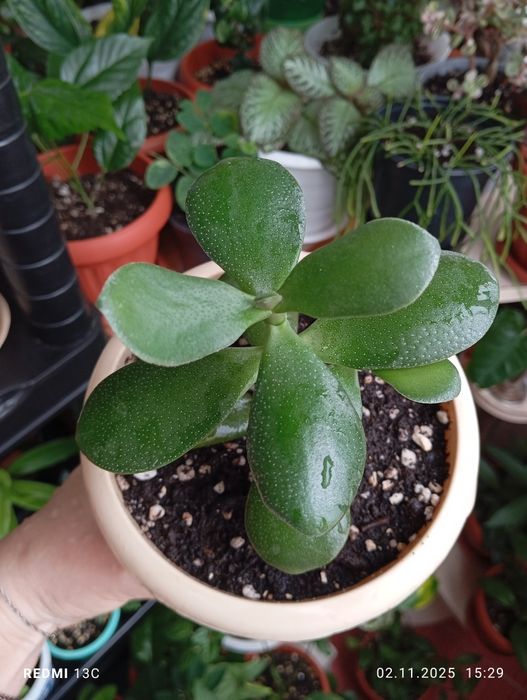 Продам. Растения