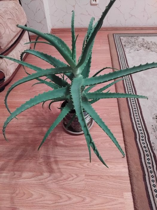 Алоэ столетник 5 лет.