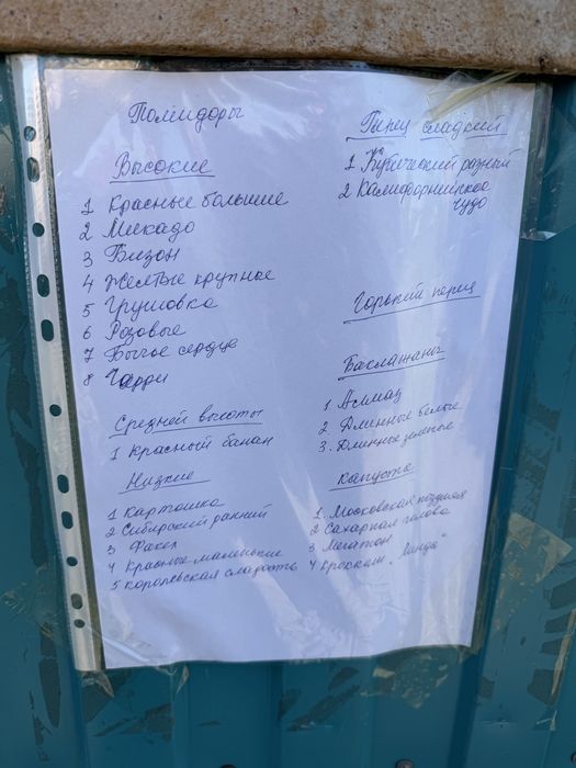 Рассада пикированная