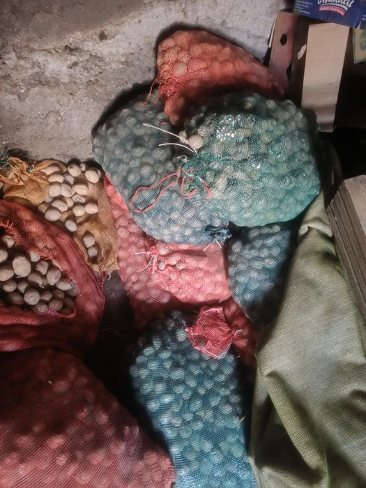 Картошка семенная сорт Санта