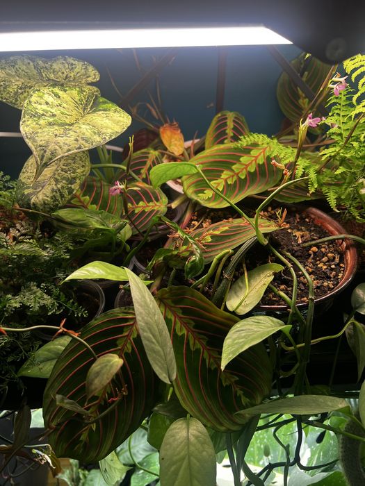 Бегония Ферокс и маранта триколор