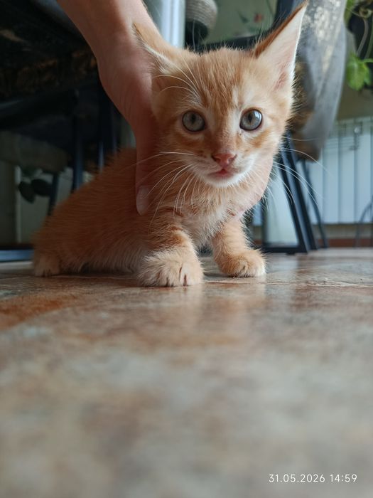 Котята бесплатно. Марғаулар тегін.