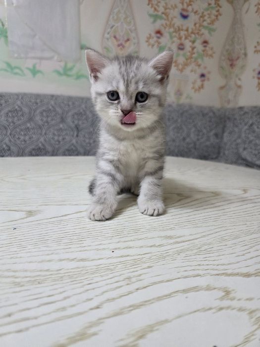 Британский шиншилла котята кошечки britanskiy shinshila mushuk bolalar