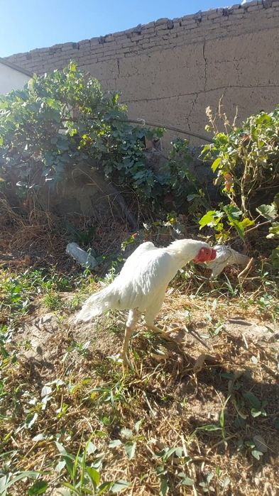 1+1 Ko shamo sotiladi