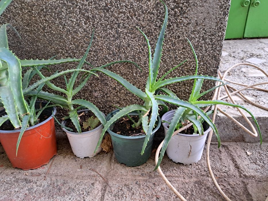 Алое растение в саксия 30см