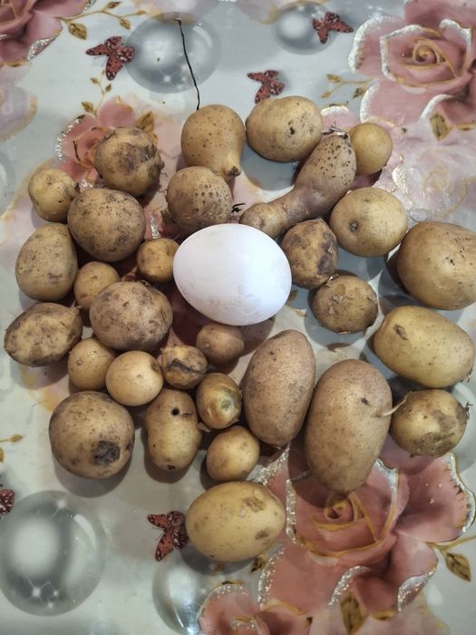 Картошка мелкая кормовая.