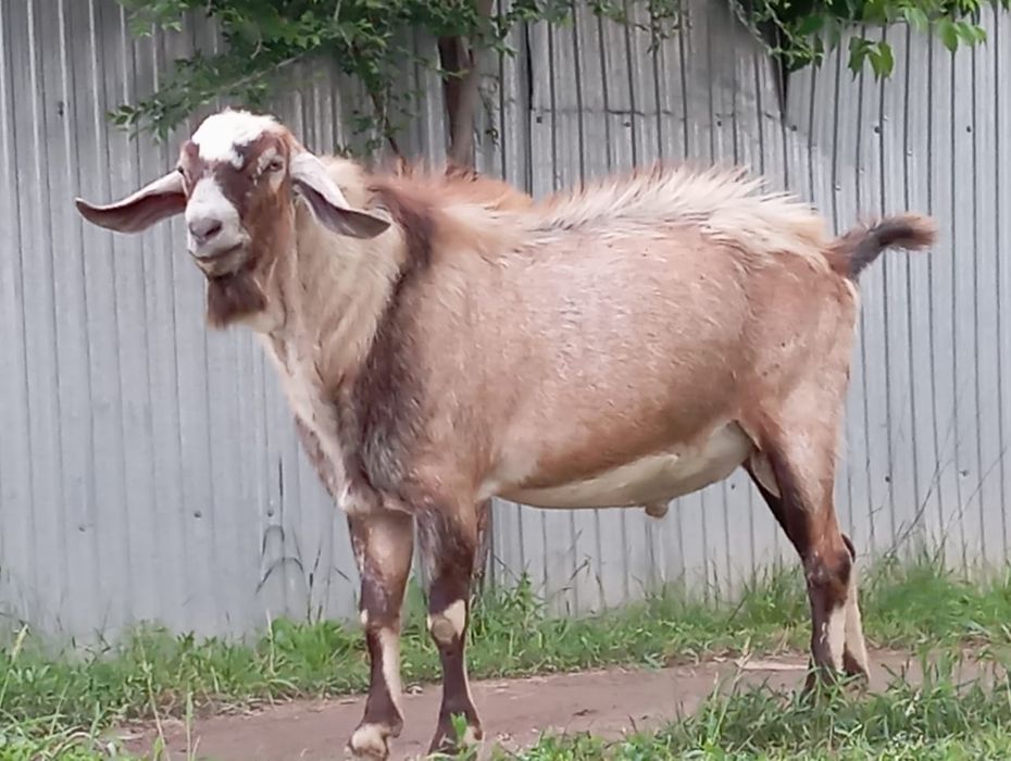 породыныи Теке сатылады