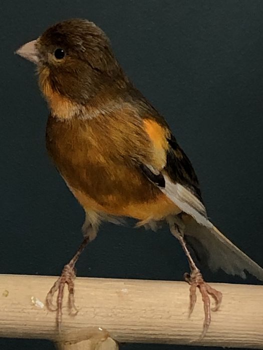 Канарейка кенор самец