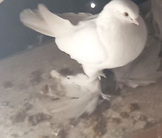 Голуби    Алматы