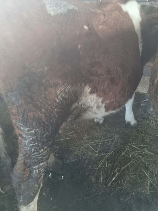 Două juninci pregatite de fătat