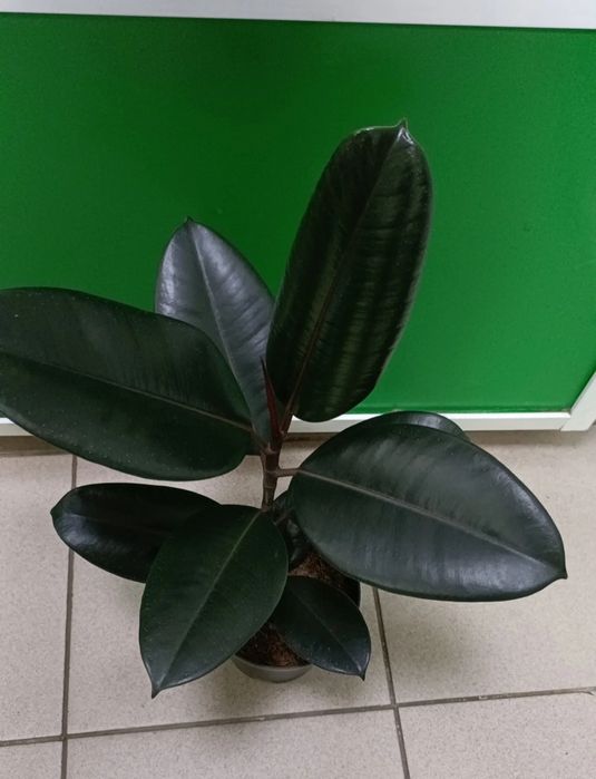 Фикус Абиджан:7500 тенге