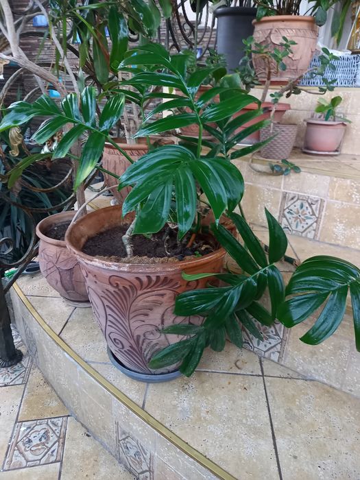 Тропические растения