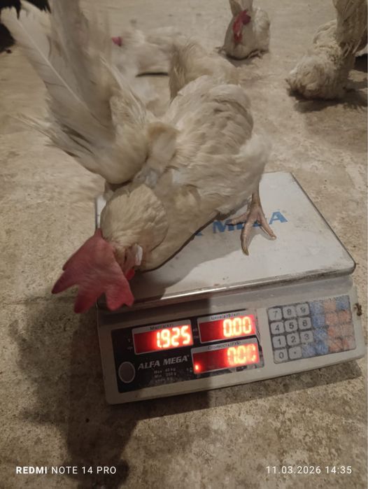 Несушка сатылымда